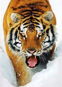 3D POSTER TIGER SNOW 47 X 67 CM