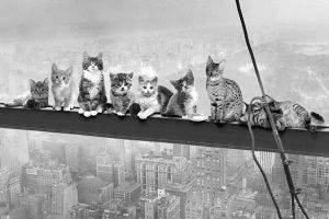 POSTER CATS ON GIRDER 61 X 91.5 CM