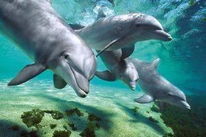 POSTER  DOLPHINS  61 X 91.5 CM
