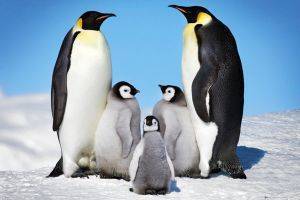 POSTER PENGUINS (61X91.5CM) POSTER PENGUINS (61X91.5CM)