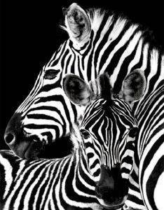 POSTER  ZEBRAS  61 X 91.5 CM