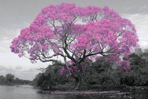 POSTER TREE-BLOSSOM 61 X 91.5 CM POSTER TREE-BLOSSOM 61 X 91.5 CM