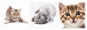 ����������� ������ SMART DECO KITTY 31X31CM