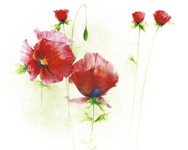 WIZARD - GENIUS AG ΑΝΤΙΓΡΑΦΟ RED POPPIES I 40 X 50 CM