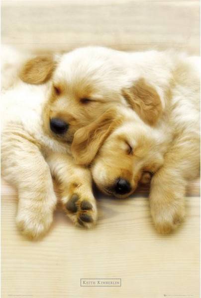 POSTER KEITH KIMBERLIN SNOOZE (61X91.5CM)