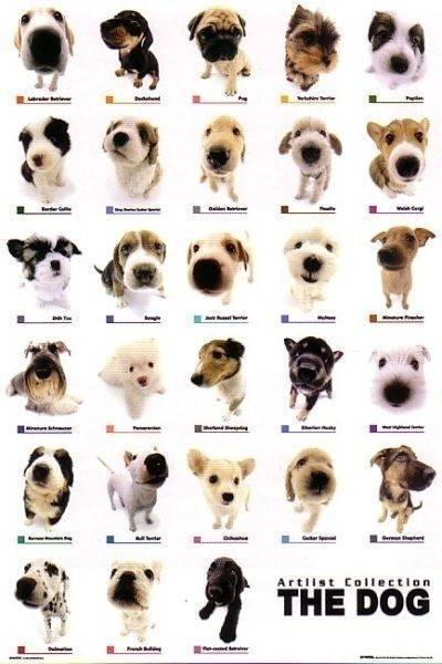 POSTER DOG COLLECTION (61X91.5CM)