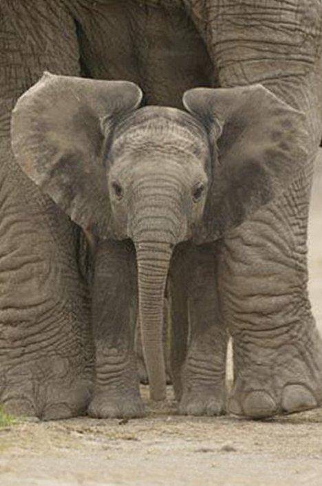 PYRAMID INTERNATIONAL POSTER BIG EARS (61X91.5CM)