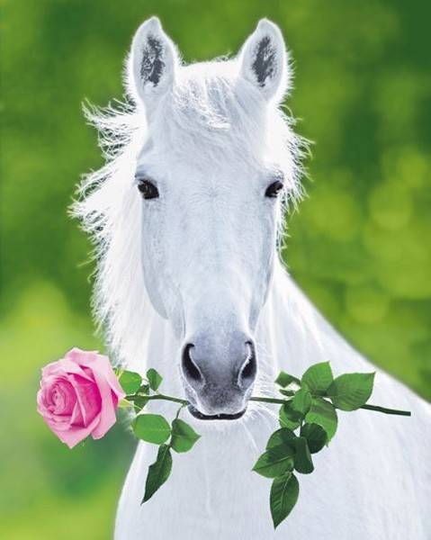 POSTER WHITE HORSE (40.6X50.8CM)
