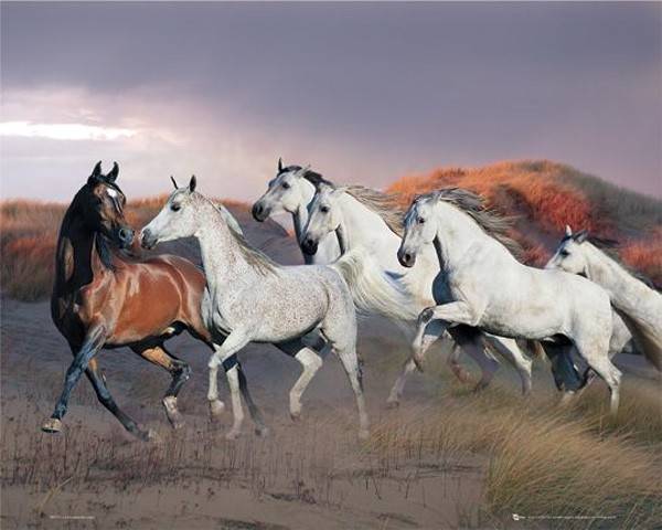 POSTER HORSE RUNNING (40.6X50.8CM)