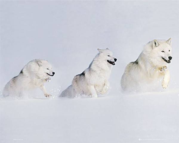 POSTER SNOW WOLVES (40.6X50.8CM)