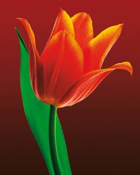 POSTER TULIP ON RED 40.6 X 50.8 CM