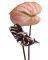 ��������� ANTHURIUM 40 X 50 CM