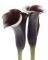 ��������� ZANTEDESCHIA 40 X 50 CM
