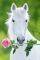 POSTER WHITE HORSE 61 X 91.5 CM