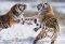 POSTER TIGERS 61 X 91.5 CM
