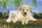 POSTER REAL PALS 61 X 91.5 CM
