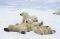POSTER POLAR BEAR PLAYTIME 61 X 91.5 CM