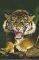 POSTER SUMATRA TIGER 61 X 91.5 CM POSTER SUMATRA TIGER 61 X 91.5 CM