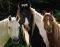 POSTER TRES CABALLOS 40.6 X 50.8 CM