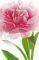  PINK PEONY 175 X 115 CM