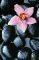 �������������� STONE ORCHIDS 175 X 115 CM