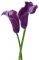  PURPLE CALLA LILIES 115 X 175 ...