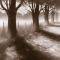  PATH BY FIELD 50  50 CM
