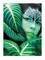  AMAZONA THE JUNGLE (6080CM)