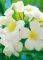  FRANGIPANI BLOSSOMS 183 X 254 ...