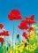  POPPY FIELD 183 X 254 CM