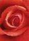 �������������� ROSE 183 X 254 CM