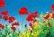 �������������� POPPY FIELD 366 X 254 CM
