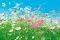 �������������� FLOWER MEADOW 366 X 254 CM