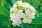  FRANGIPANI BLOSSOMS 366 X 254 ...