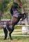 POSTER ANDAL STALLION 61 X 91.5 CM