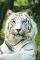 POSTER WHITE TIGER 61 X 91.5 CM