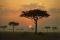 POSTER DENIS HOUT TREES 61 X 91.5 CM