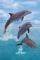 POSTER DOLPHIN TRIO 61 X 91.5 CM