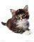 POSTER KITTEN 40.6 X 50.8 CM