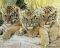 POSTER TIGER CUBS 40.6 X 50.8 CM