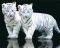 POSTER WHITE TIGER CUBS 40.6 X 50.8 CM