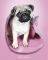 POSTER KIMBERLIN PUG 40.6 X 50.8 CM