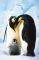 POSTER PENGUINS  61 X 91.5 CM
