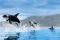 POSTER ORCA WHALES (61X91.5CM)