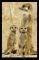 POSTER  MEERKATS  61 X 91.5 CM