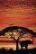 POSTER AFRICA SUNSET ELEPHANT 61 X 91.5 CM