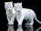 POSTER WHITE TIGER CUBS 61 X 91.5 CM