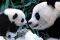 POSTER  PANDAS  61 X 91.5 CM