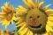 POSTER SUNFLOWER SMILE 61 X 91.5 CM