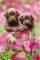 POSTER KEITH KIMBERLIN CHOCOLATE DOG 61 X 91....